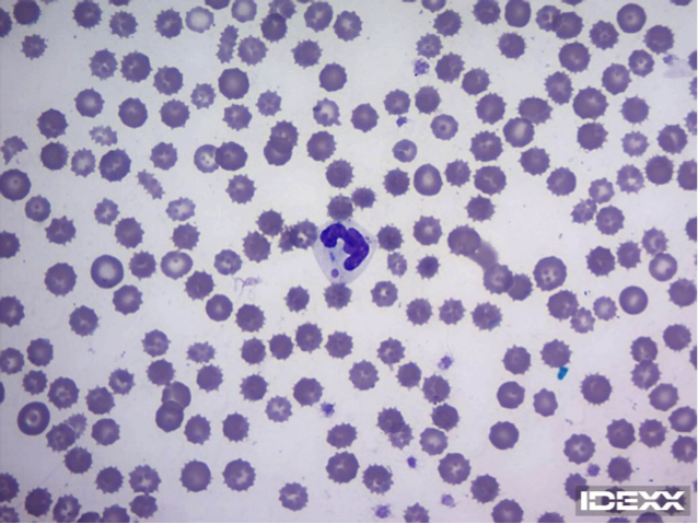 IDEXX Diagnostic challenge - 2 month old dog with respiratory signs