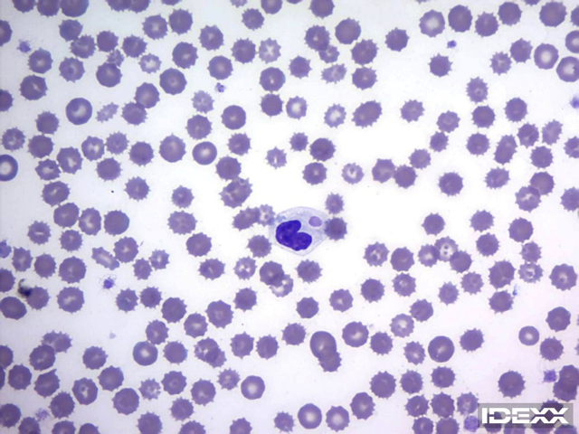 IDEXX Diagnostic challenge - 2 month old dog with respiratory signs