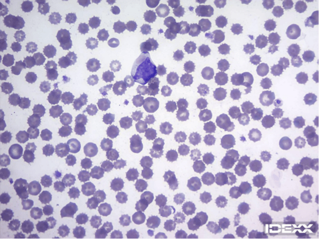 IDEXX Diagnostic challenge - 2 month old dog with respiratory signs