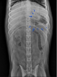 Radiology View: What’s Your Read? Figure 3. Close evaluation of the ventrodorsal projection reveals that this atypical gas pattern is seen superimposed over the region of the gastric fundus.