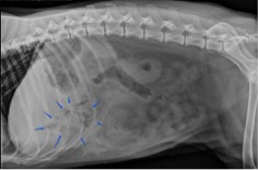 Radiology View: What’s Your Read? Figure 4. Lateral abdominal radiograph. Using both projections (figure 3 and figure 4), this atypical gas pattern can be localized within the ventral aspect of the left cranial abdomen. Anatomy tells us that this region of the abdomen is occupied by the liver rather than the stomach. This type of gas pattern within the liver indicates the presence of a hepatic abscess. 