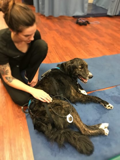 Using Laser therapy, Acupuncture, and the Assisi Loop for Alternative Pain Management in Dogs and Cats. Assisi Loop, which is a targeted pulsed electromagnetic field (tPEMF) device, being used on a dog.