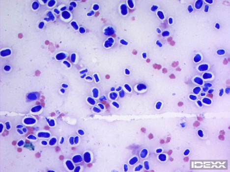 IDEXX Diagnostic Challenge dog with Protothecosis. Urine sediment stained with Wright’s stain in dog with Protothecosis. Viewed with 50x objective, magnification 500.