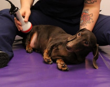 Figure 1. Dog receiving laser therapy for pain. 