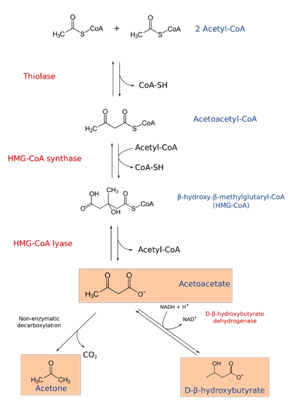 Diabetic Ketoacidosis (DKA) in Dogs and Cats