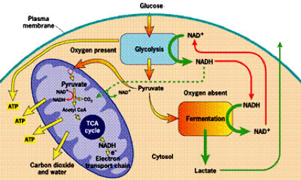 Diabetic Ketoacidosis (DKA) in Dogs and Cats