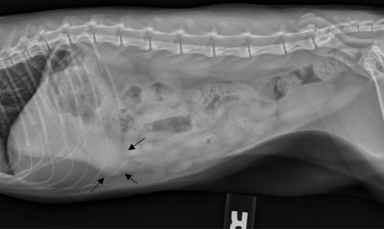 Figure 1. Right lateral abdominal radiograph of a dog. Please note the round soft tissue opacity that was falsely interpreted as a hepatic mass (black arrows).
