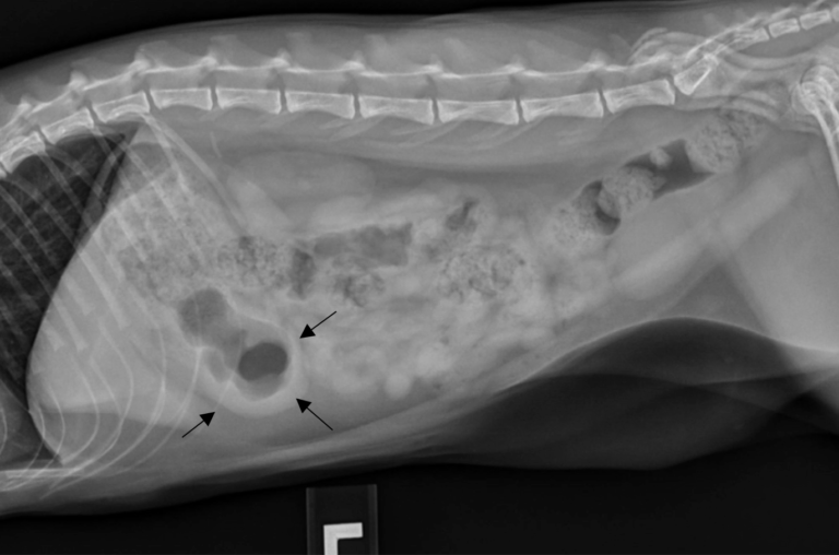 Figure 2. Left lateral abdominal radiograph of a dog. Please note the gas-filled nondependent pylorus is now visualized with normal intraluminal gas highlighting the wall (black arrows). 