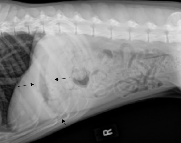 Figure 5. Right lateral radiograph of a dog taken as a recheck the next day (14 hours after Figures 3 and 4). 