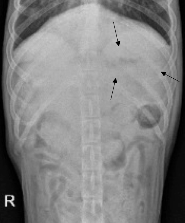 Figure 6. Ventrodorsal radiograph of a dog taken the next day (14 hours) after those in Figure 3 and 4. Please see the black arrows outlining the empty stomach (mildly gas-filled) and the small intestines are normal. 