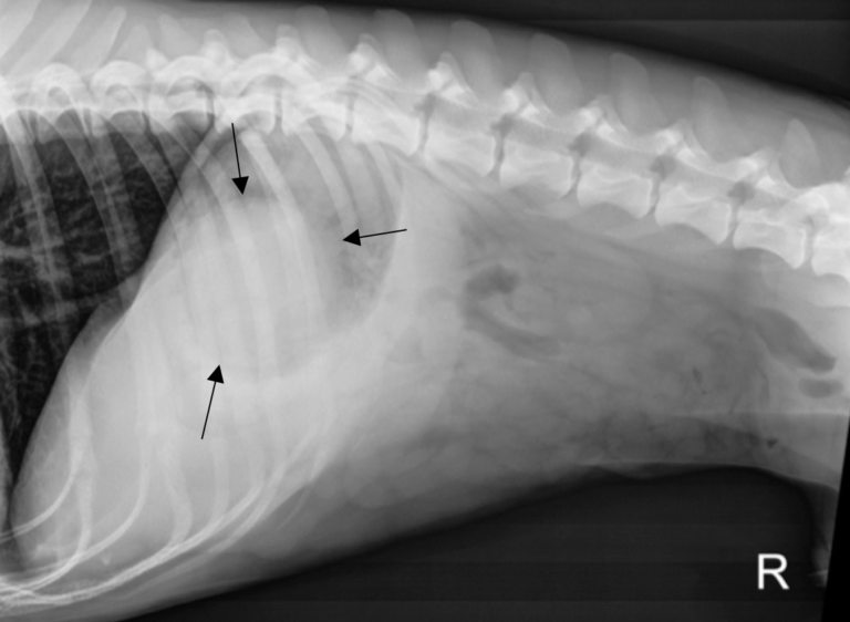 Figure 7. Right lateral radiograph of a dog with a 2-day history of vomiting. Black arrows define margins of suspected foreign material. 