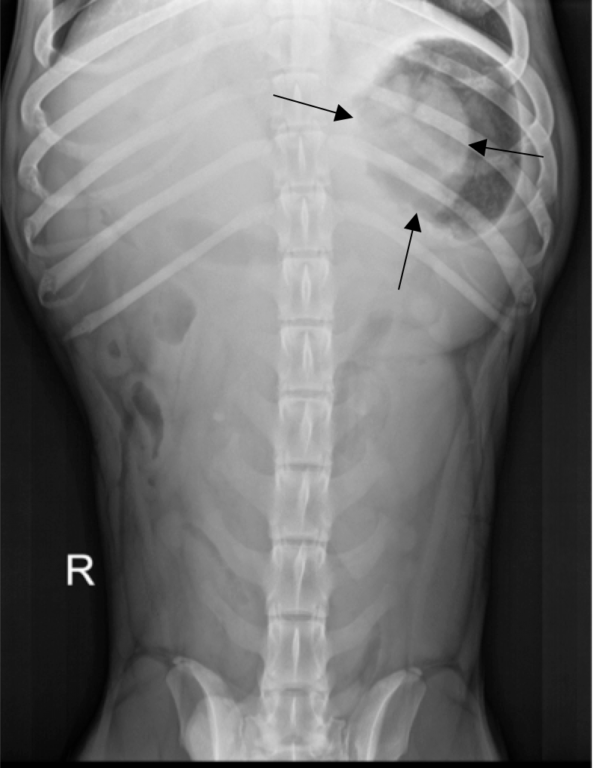 Figure 8. Ventrodorsal abdominal radiograph of a dog with 2 day history of vomiting. Black arrows define margins of suspected foreign material.