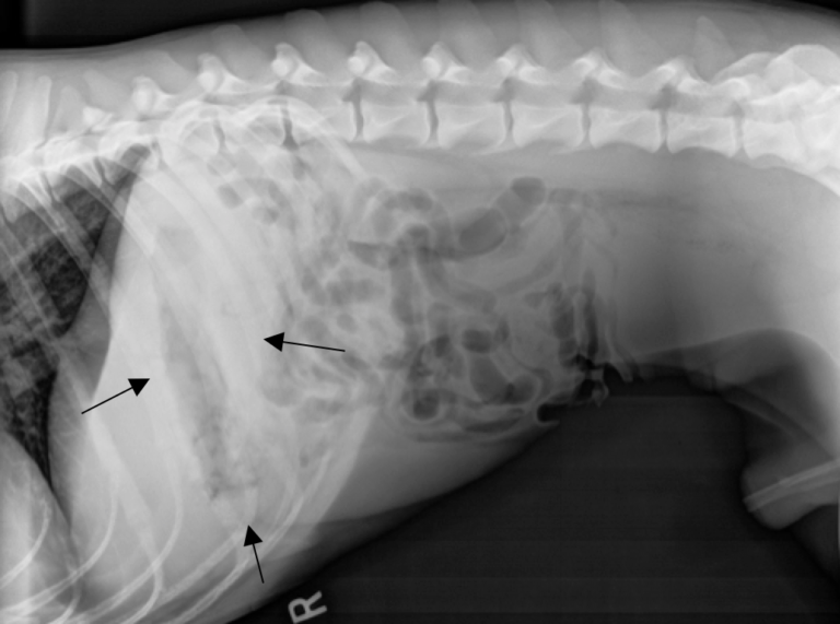 Two Common Pitfalls of Abdominal Radiographs in Dogs and Cats