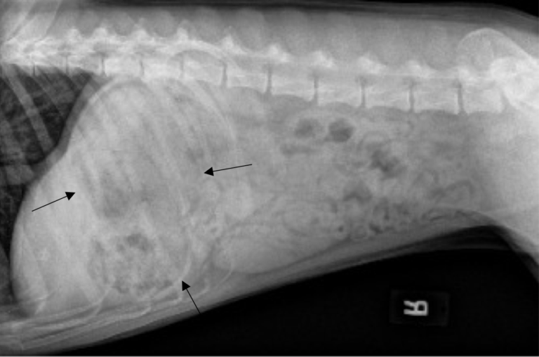 Figure 4. Right lateral abdominal radiograph of a dog. Note the moderate to marked amount of heterogenous soft tissue material within the fundus of the stomach. 