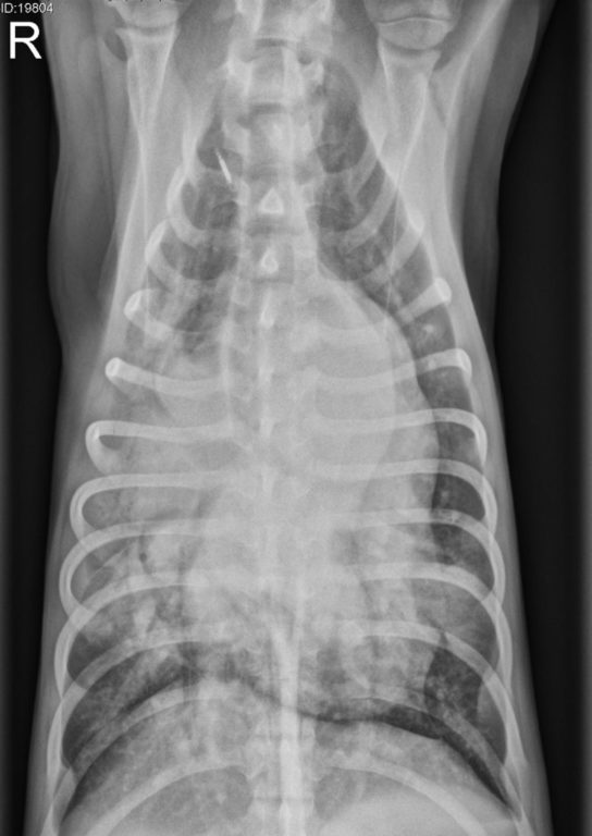 13-week-old female Labrador Retriever mix with PDA VD Xray