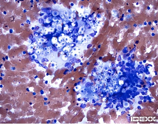 IDEXX Diagnostic Challenge: Lethargy & Skin Nodules 