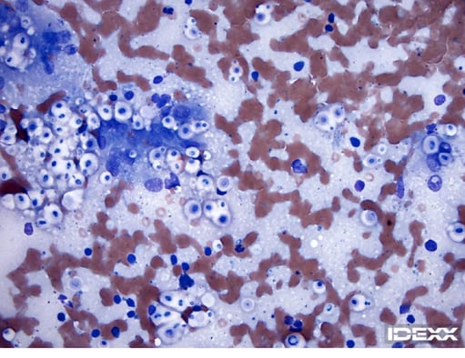 IDEXX Diagnostic Challenge: Lethargy & Skin Nodules 